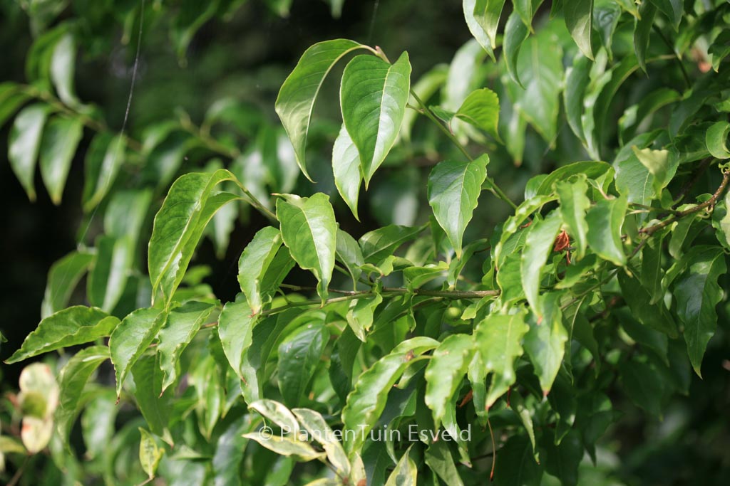 Ilex micrococca