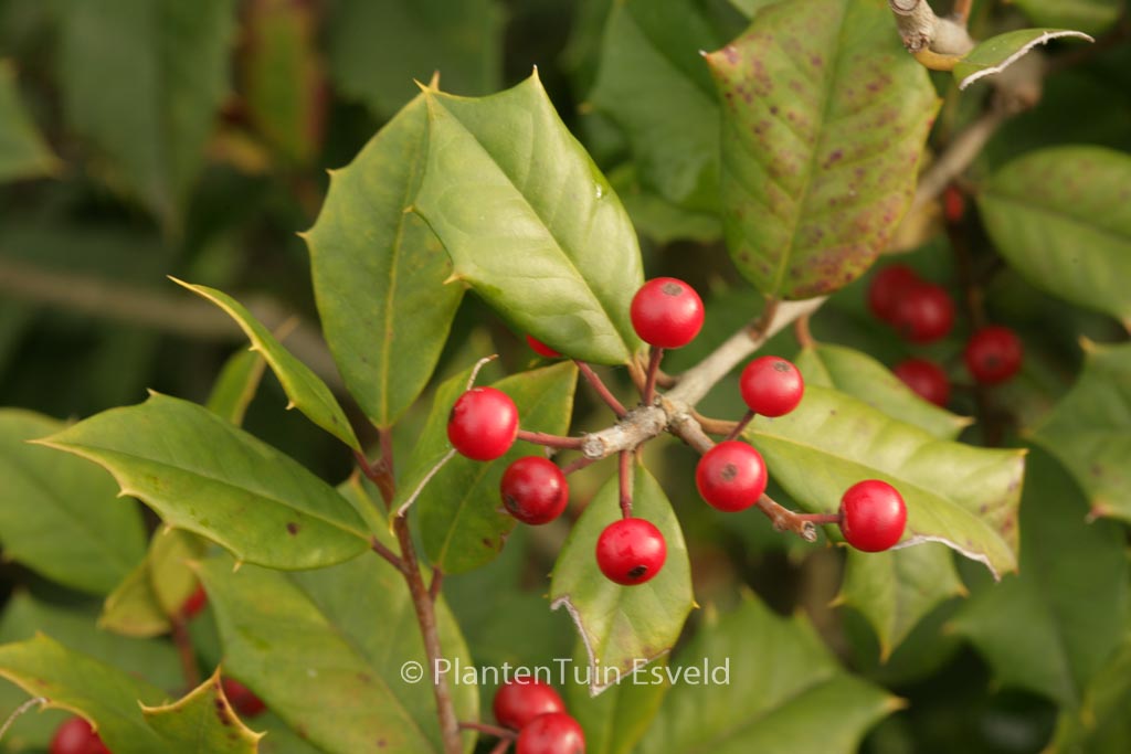 Ilex opaca ‘Trisco’