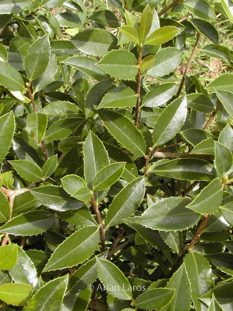 Ilex rubra