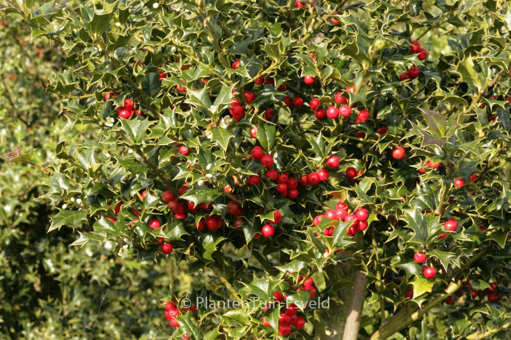 Ilex spinigera