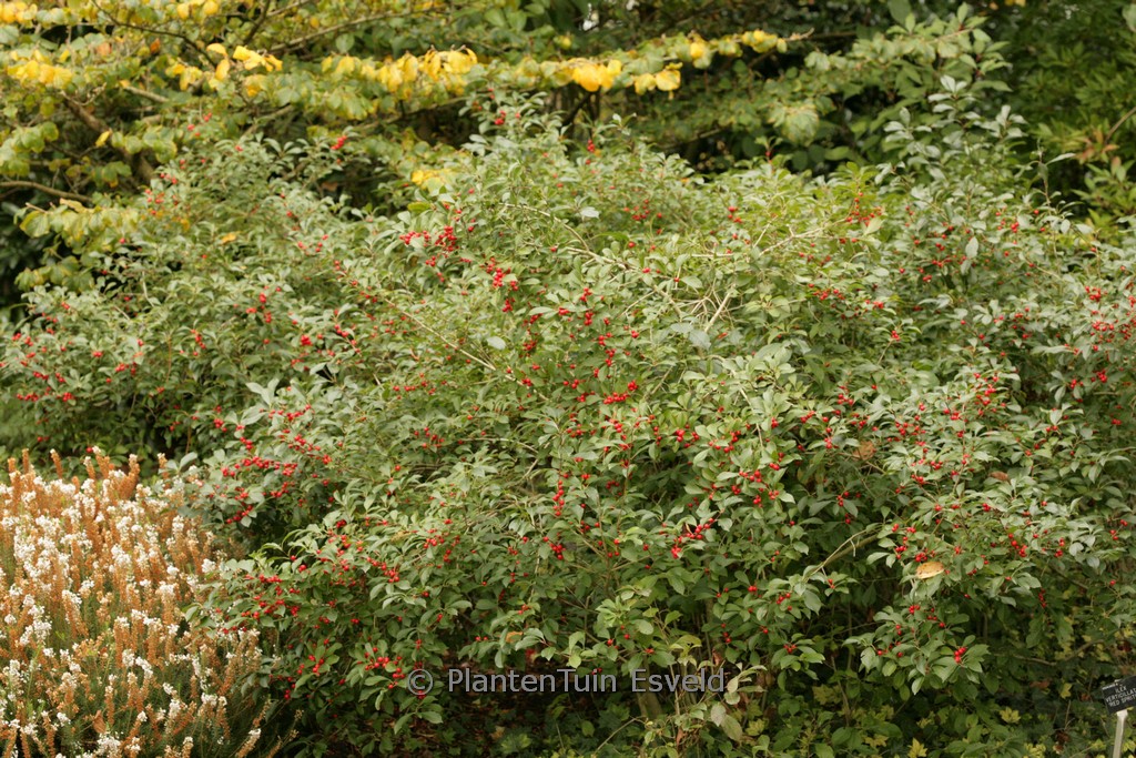 Ilex vomitoria ‘Dwarf’