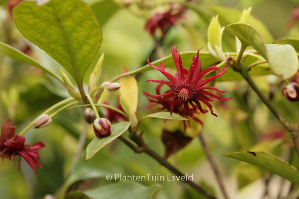 Illicium henryi