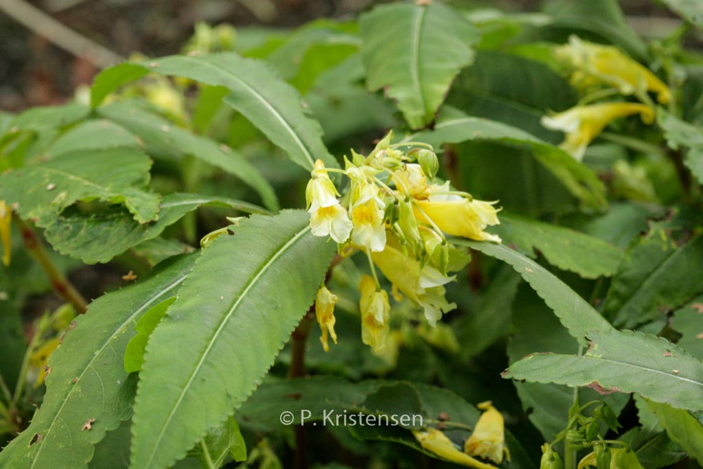 Impatiens omeiana ‘Ice Storm’