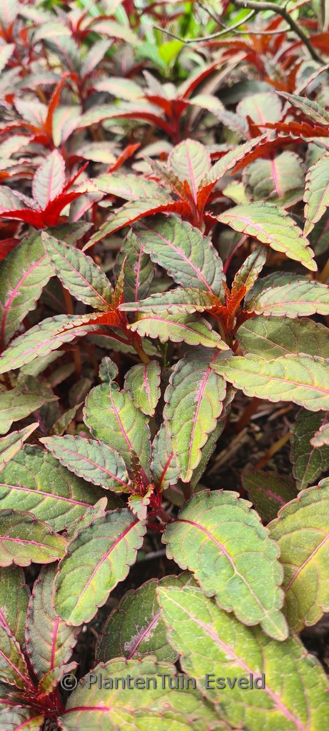 Impatiens omeiana ‘Sango’