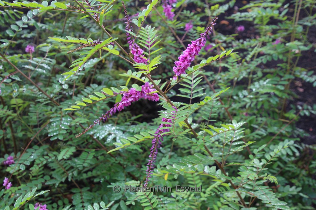 Indigofera ‘Claret Cascade’