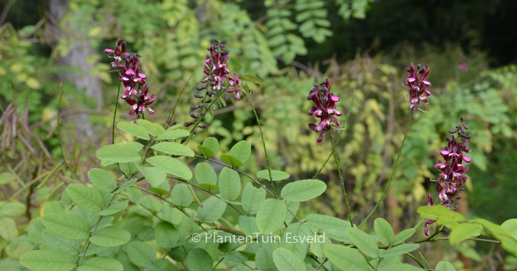 Indigofera hebepetala
