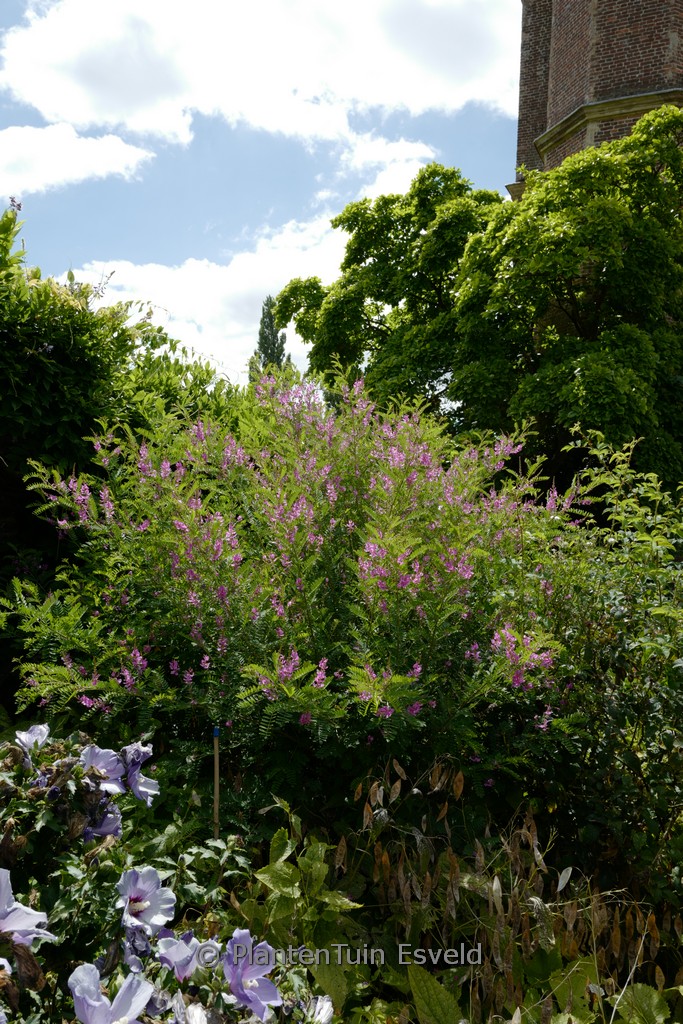 Indigofera heterantha