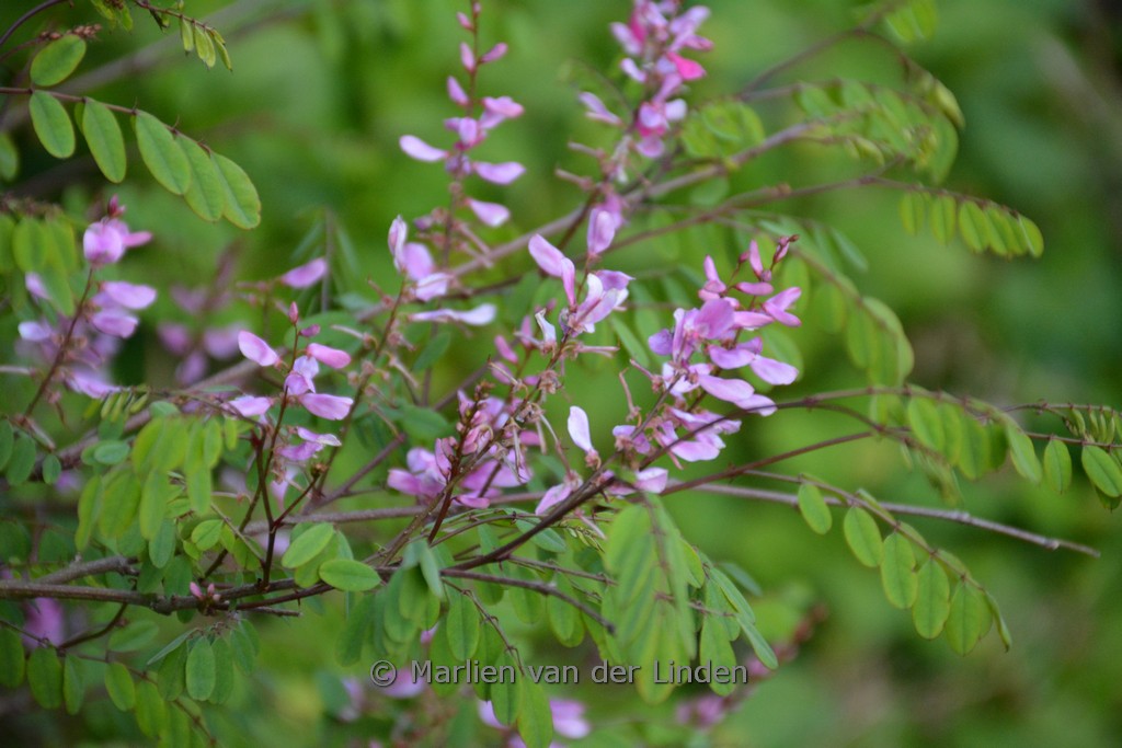 Indigofera himalayensis ‘Silk Road’