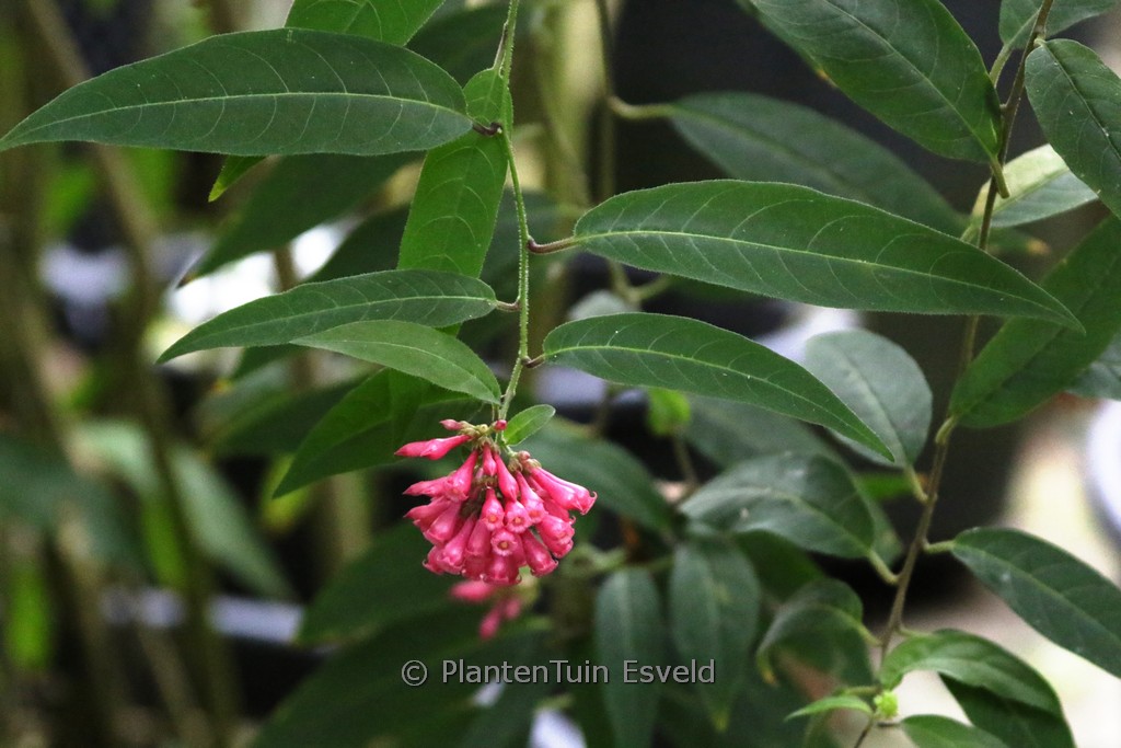 Indigofera howellii ‘Reginald Cory’