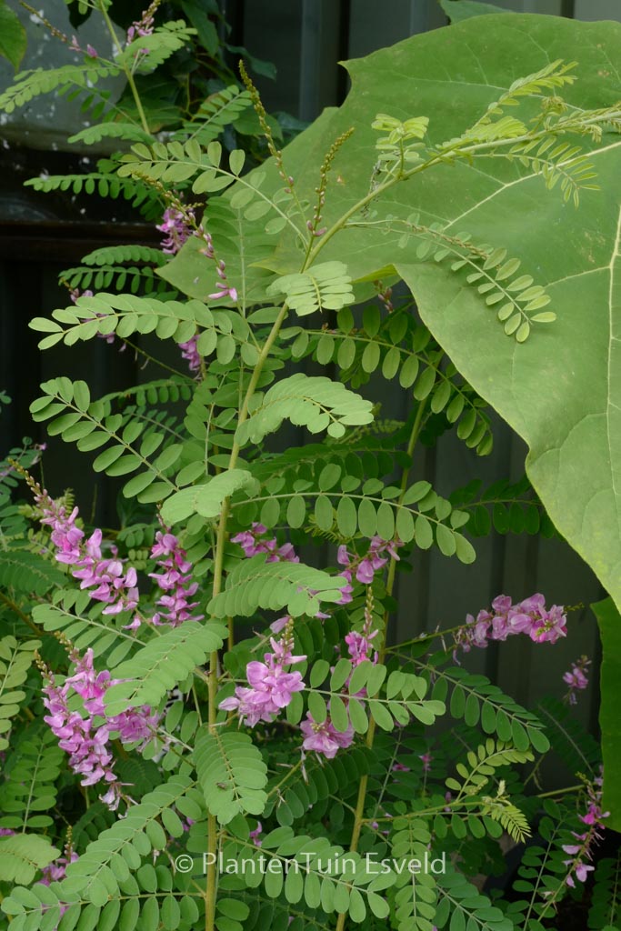 Indigofera potaninii