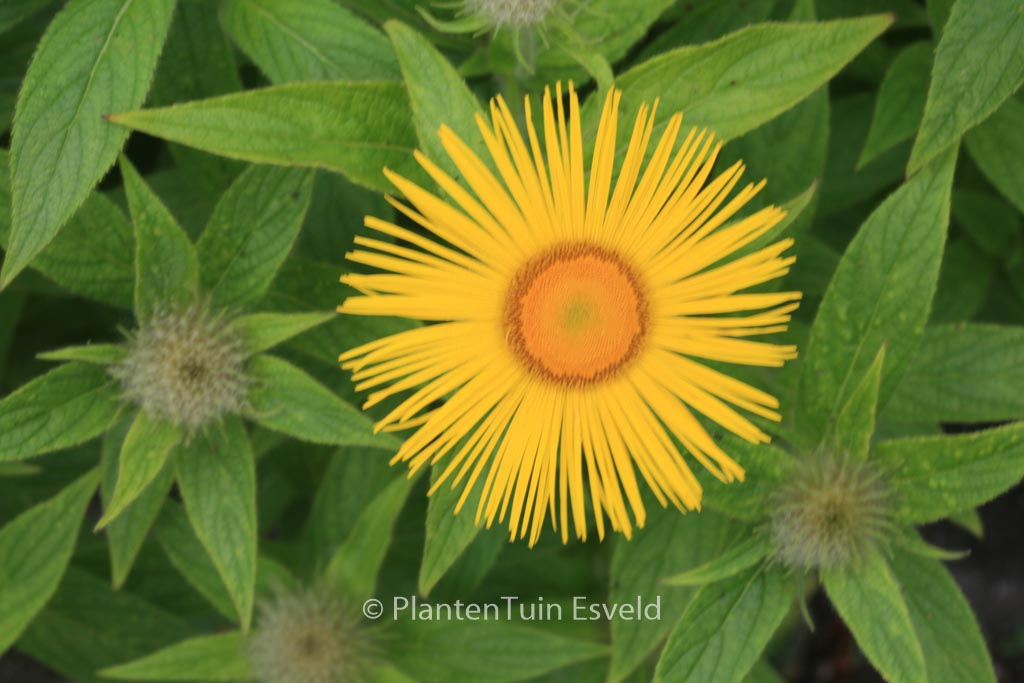 Inula hookeri