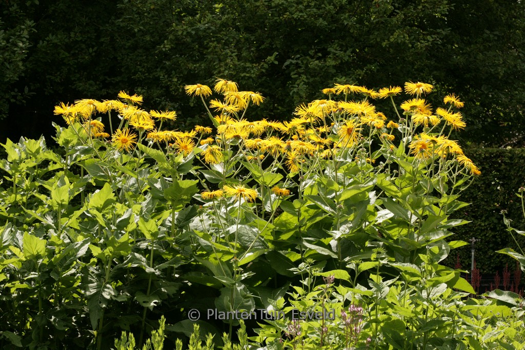 Inula magnifica ‘Sonnenstrahl’