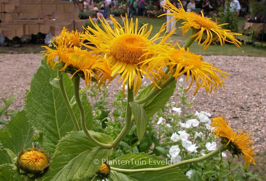 Inula orientalis