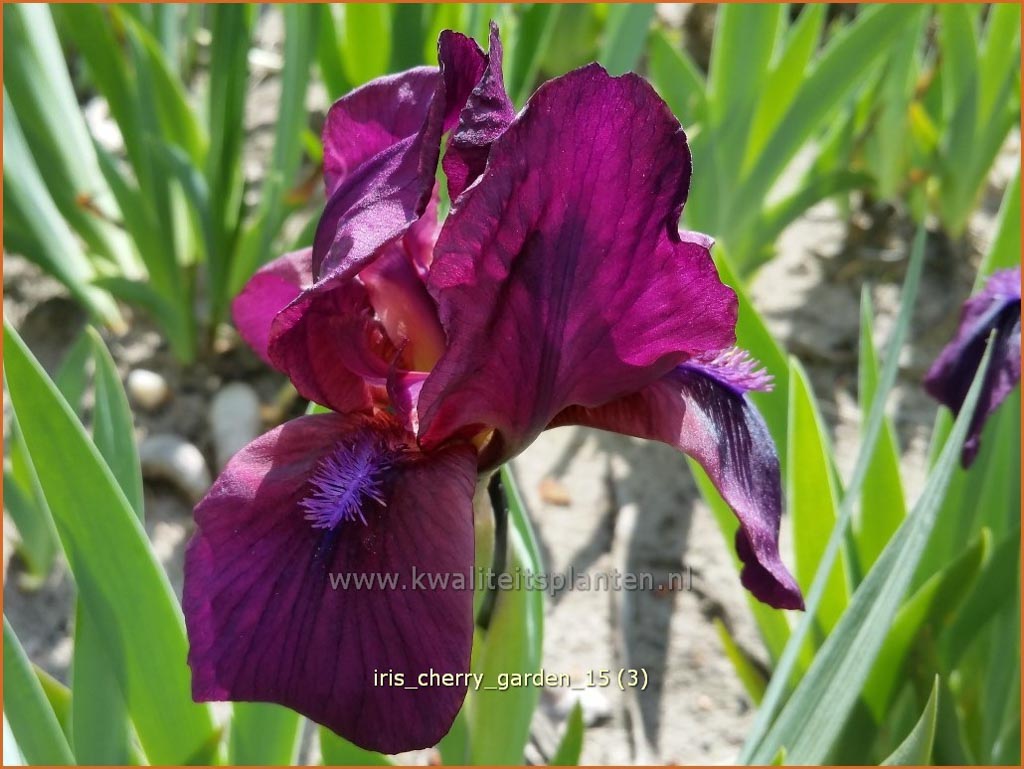 Iris ‘Cherry Garden’