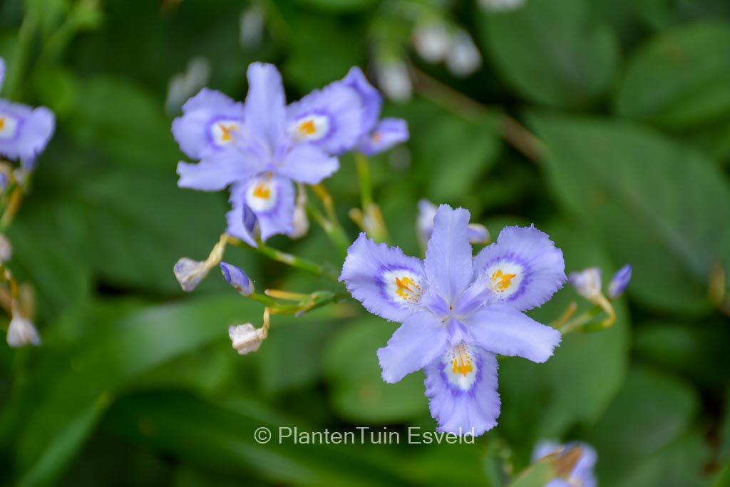 Iris confusa ‘Martyn Rix’