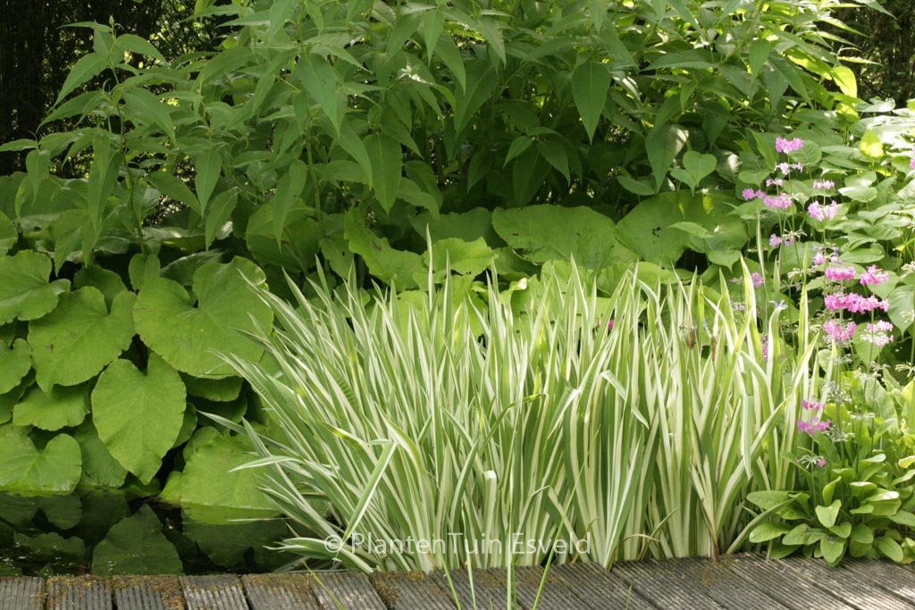 Iris ensata ‘Variegata’
