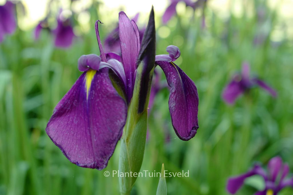 Iris ensata
