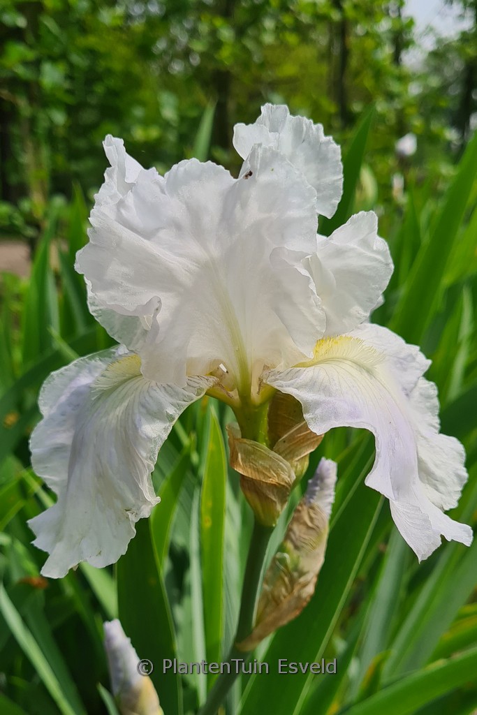 Iris germanica ‘English Cottage’