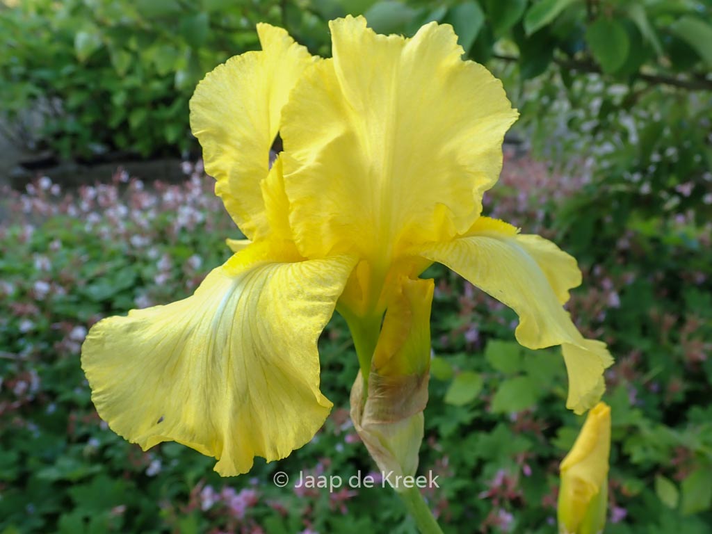 Iris germanica ‘Harvest of Memories’
