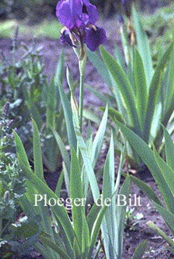 Iris germanica ‘Joanna’