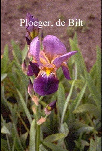 Iris germanica ‘Lent A. Williamson’