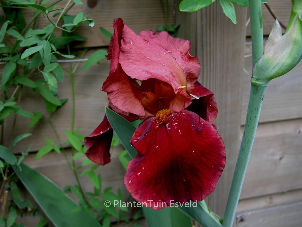 Iris germanica ‘Natchez Trace’