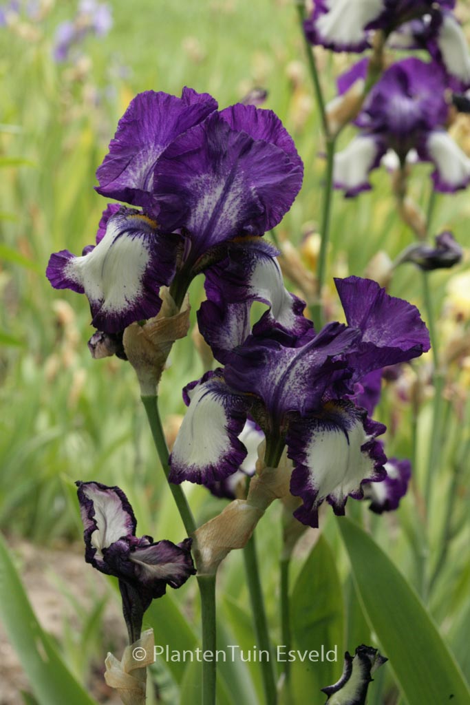 Iris germanica ‘Stepping Out’
