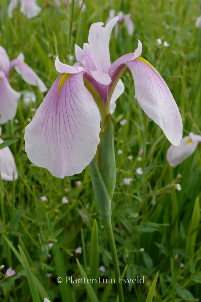 Iris laevigata ‘Rose Queen’