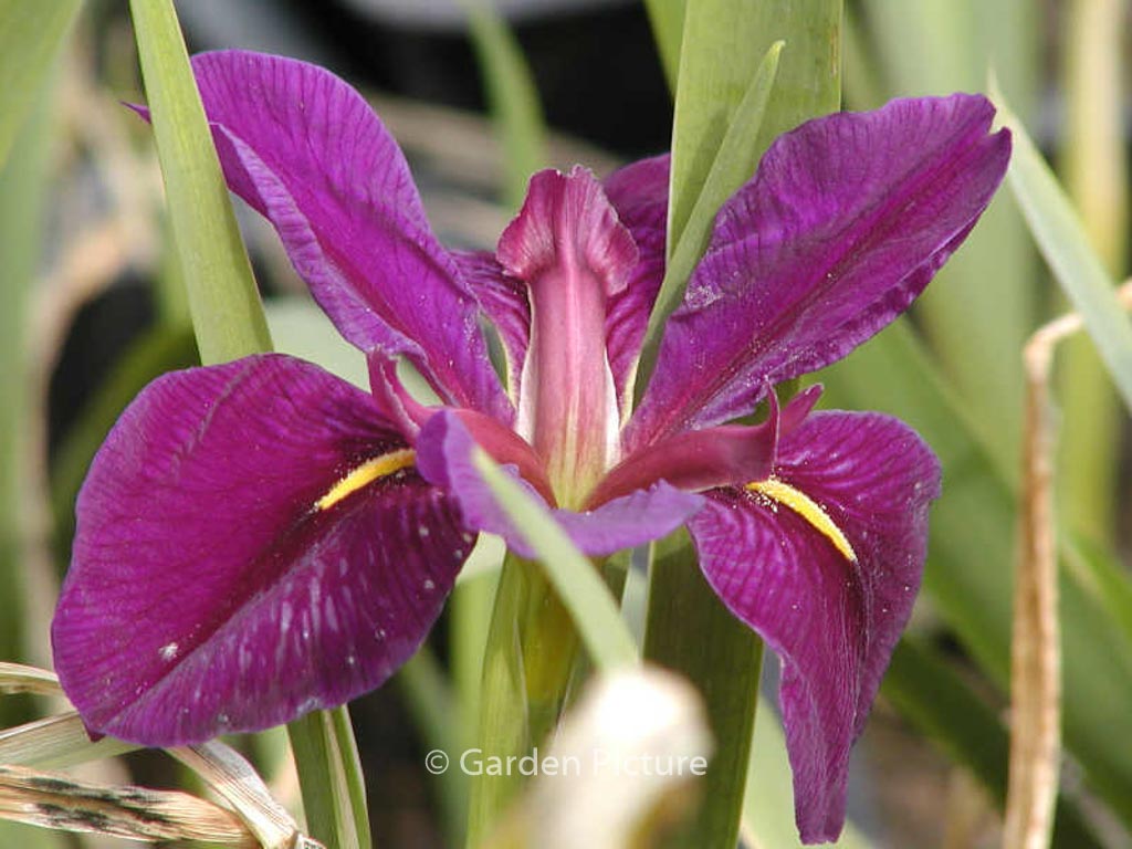 Iris louisiana ‘Black Gamecock’