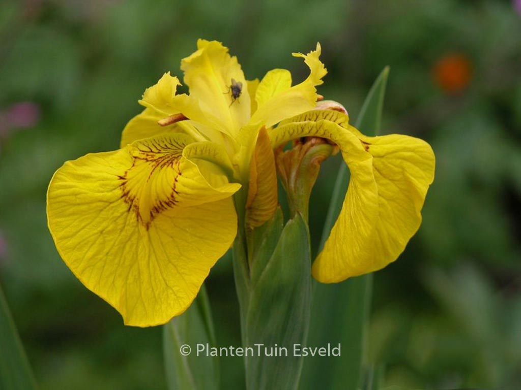 Iris pseudacorus