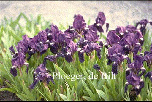 Iris pumila ‘Atroviolacea’