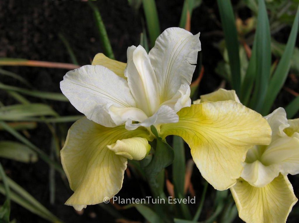 Iris sibirica ‘Butter and Sugar’