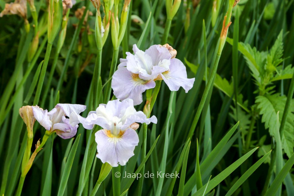 Iris sibirica ‘Dawn Waltz’