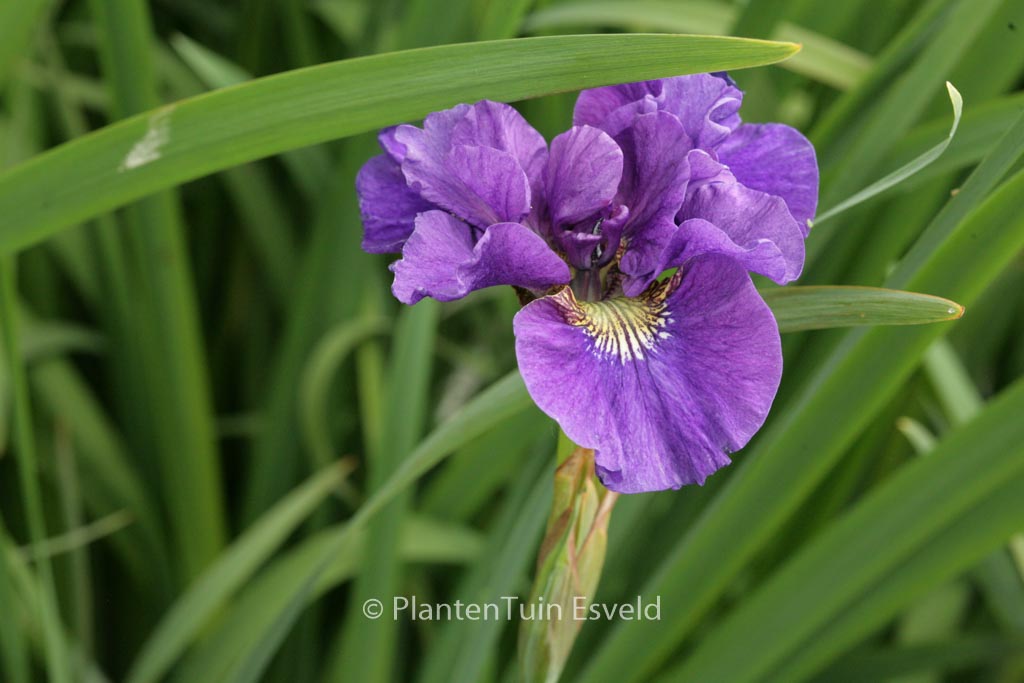 Iris sibirica ‘Kaboom’