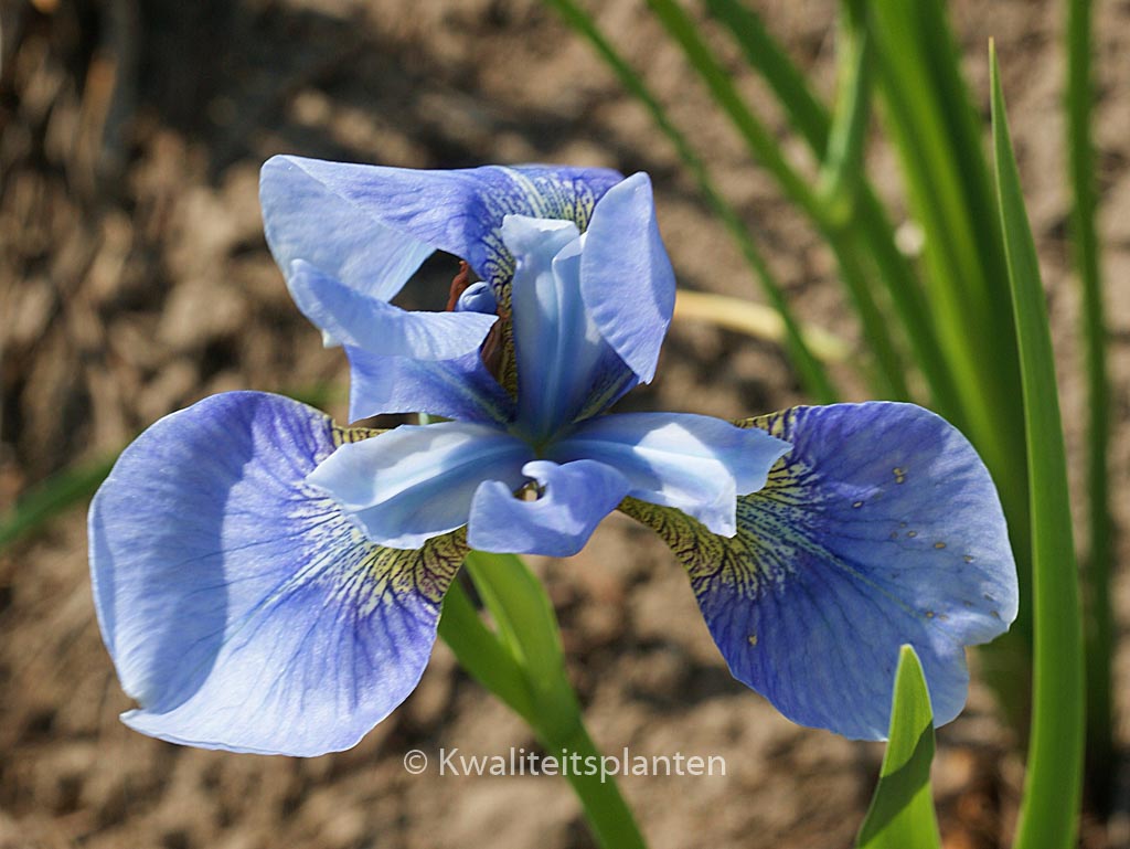 Iris sibirica ‘Perry’s Blue’