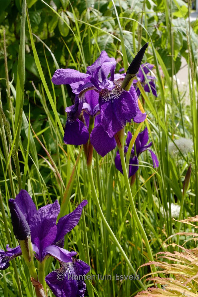 Iris sibirica ‘Persimmon’