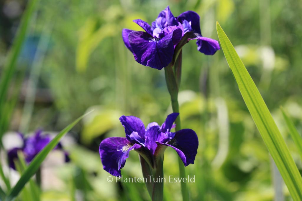 Iris sibirica ‘Ruffled Velvet’