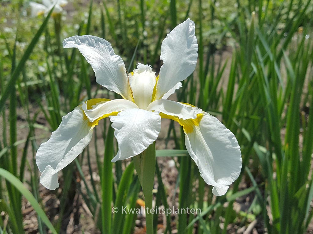 Iris sibirica ‘Snow Queen’