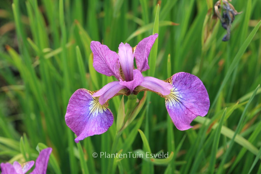Iris sibirica ‘Sparkling Rose’