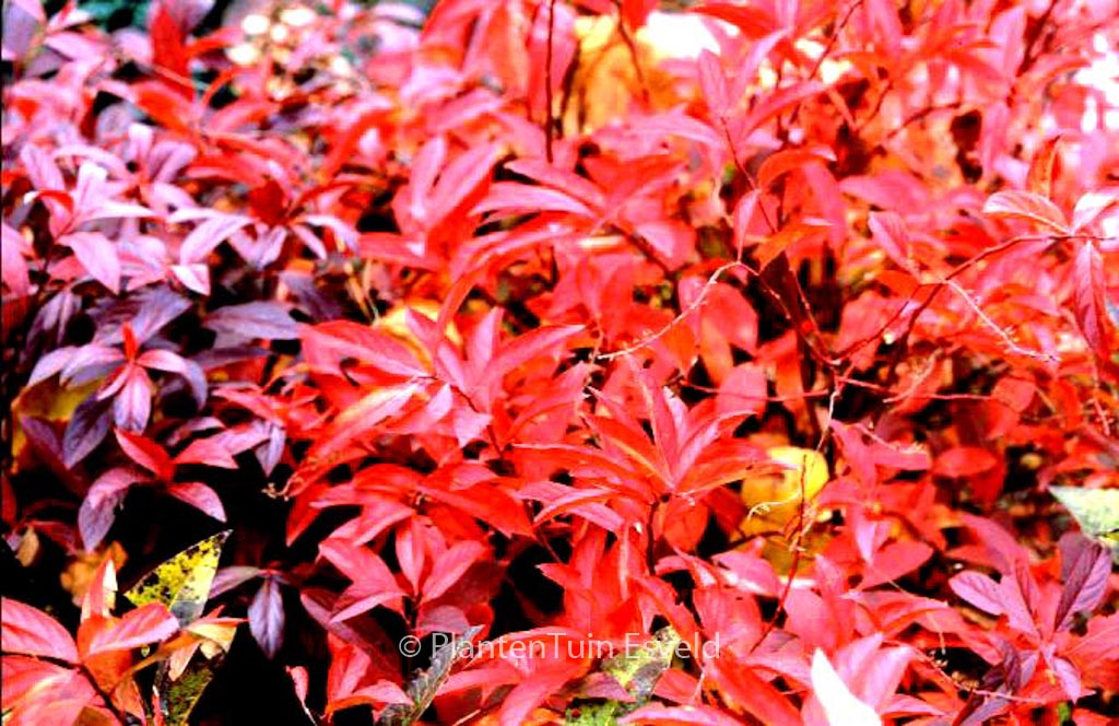 Itea virginica ‘Henry’s Garnet’