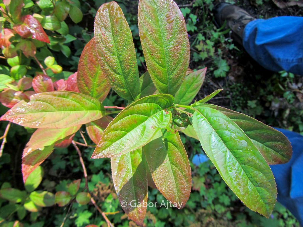 Itea virginica ‘Saturnalia’
