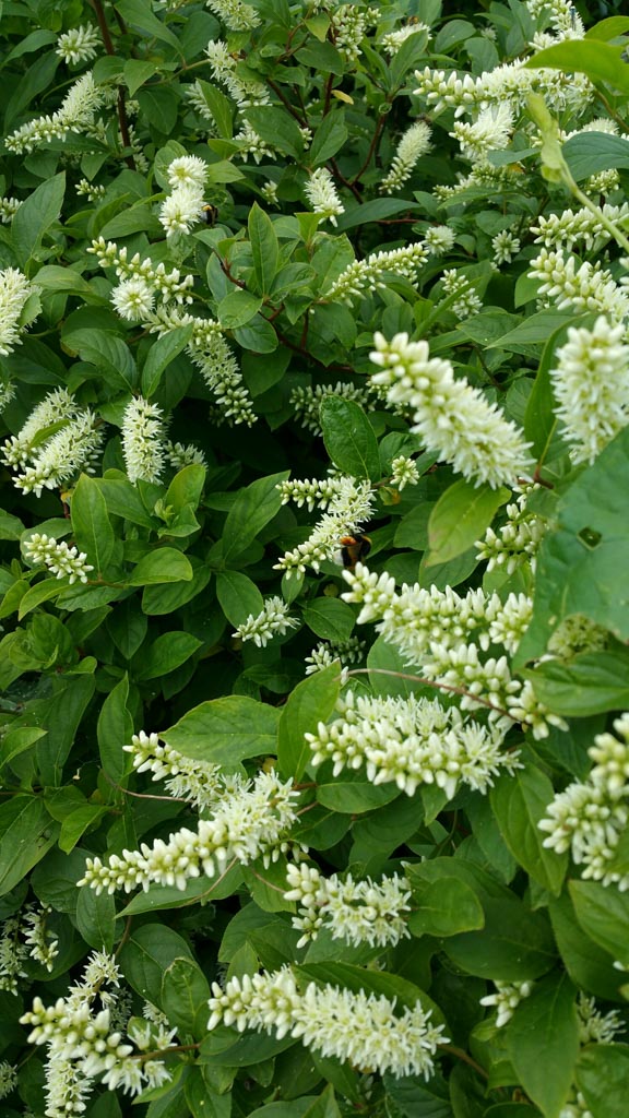 Itea virginica ‘Sprich’ (LITTLE HENRY)