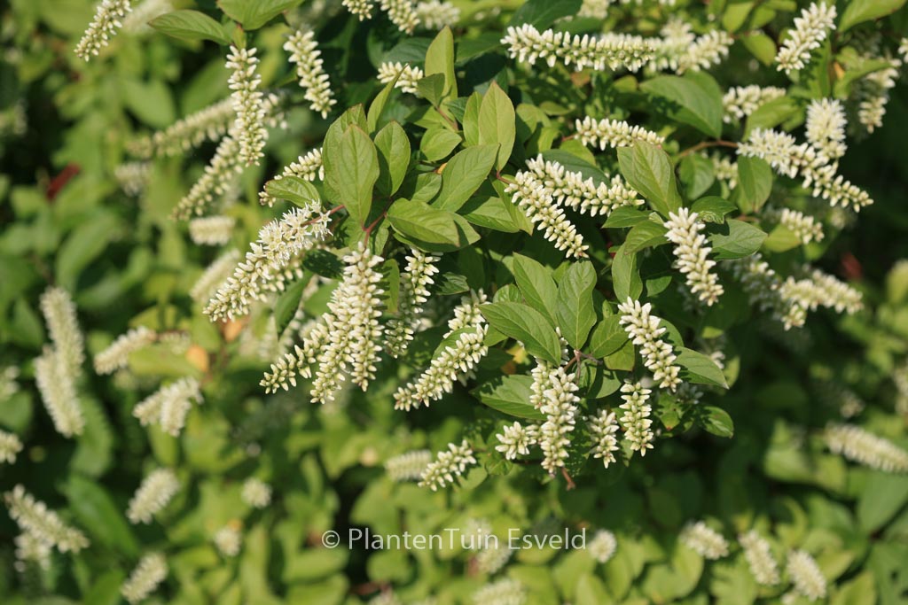 Itea virginica