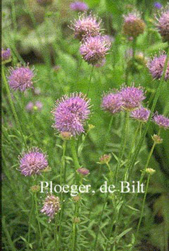 Jasione laevis ‘Blaulicht’