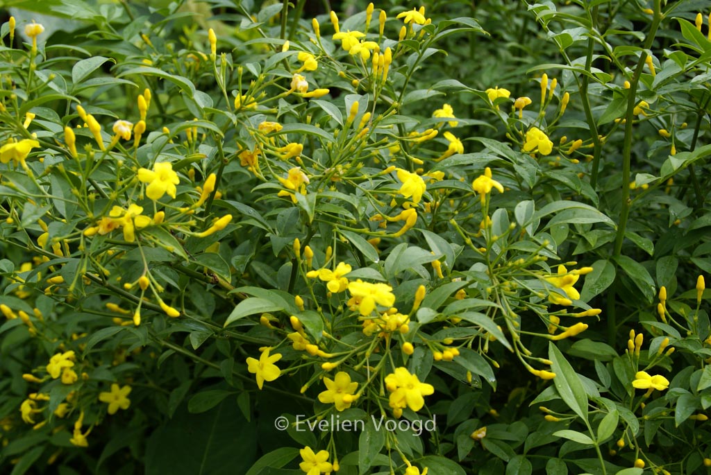 Jasminum humile ‘Revolutum’