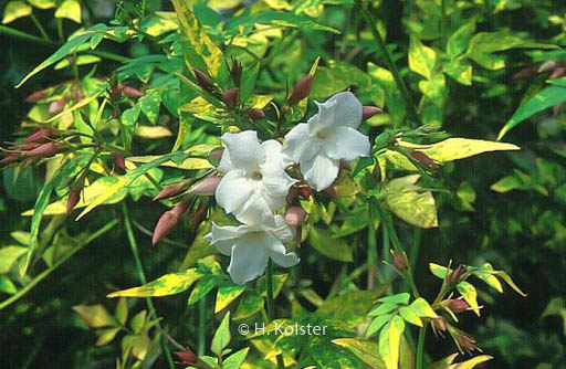 Jasminum officinale ‘Aureovariegatum’