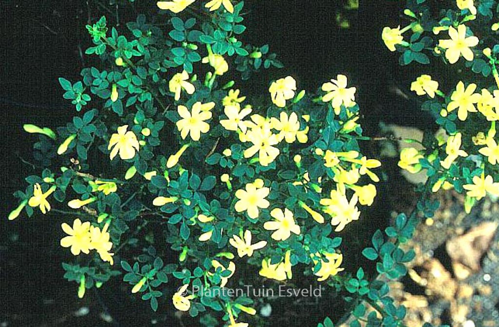 Jasminum parkeri