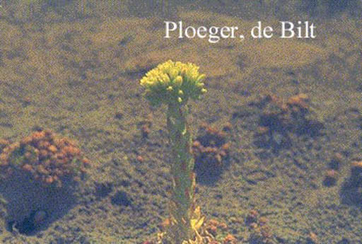 Jovibarba sobolifera ‘Green Globe’