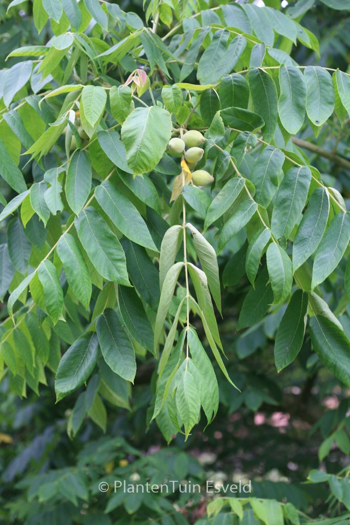 Juglans ailantifolia