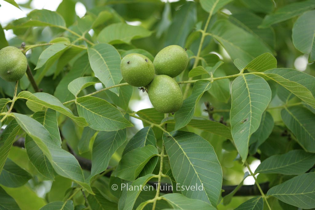 Juglans regia ‘Broadview’